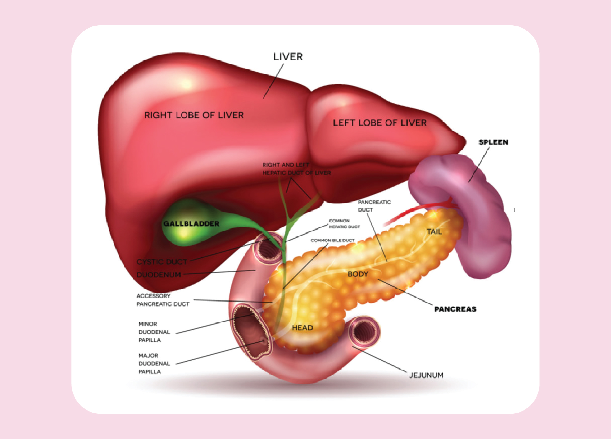 Pancreatic Cancer