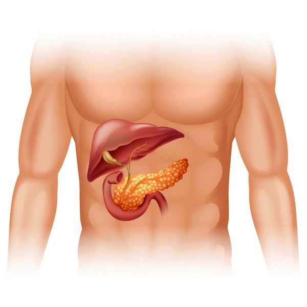 pancreas-cancer-diagram-detail